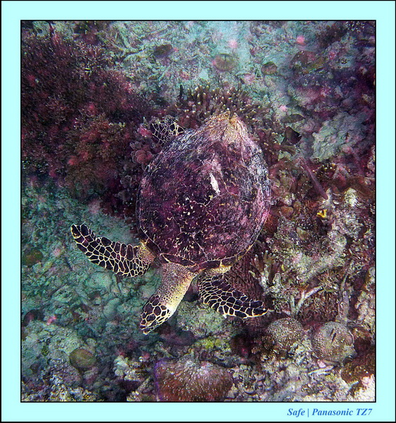 2011 - 08 - Borneo - Mataking 65